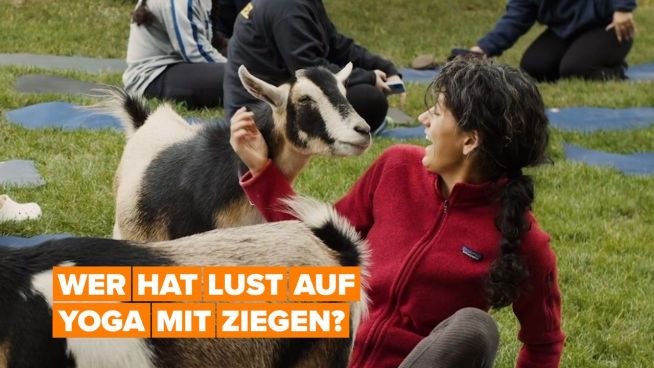 Yoga mit Ziegen